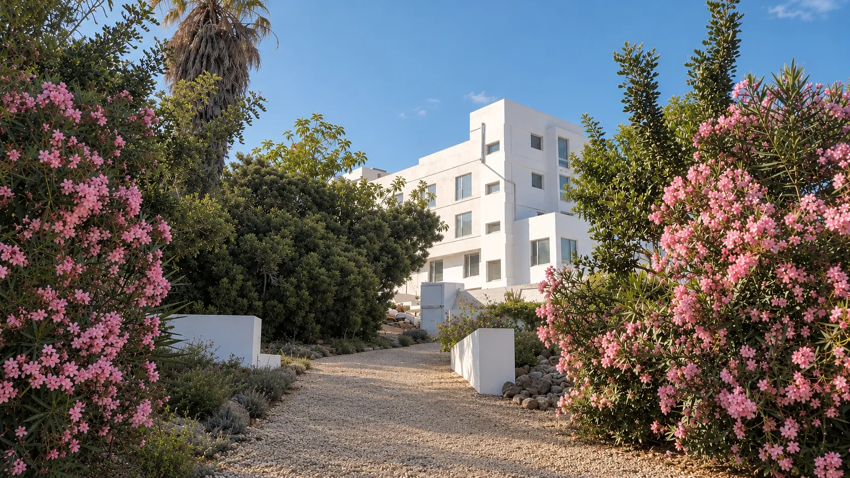 Kiesweg zwischen blühendem Oleander, dahinter das weiße Haus