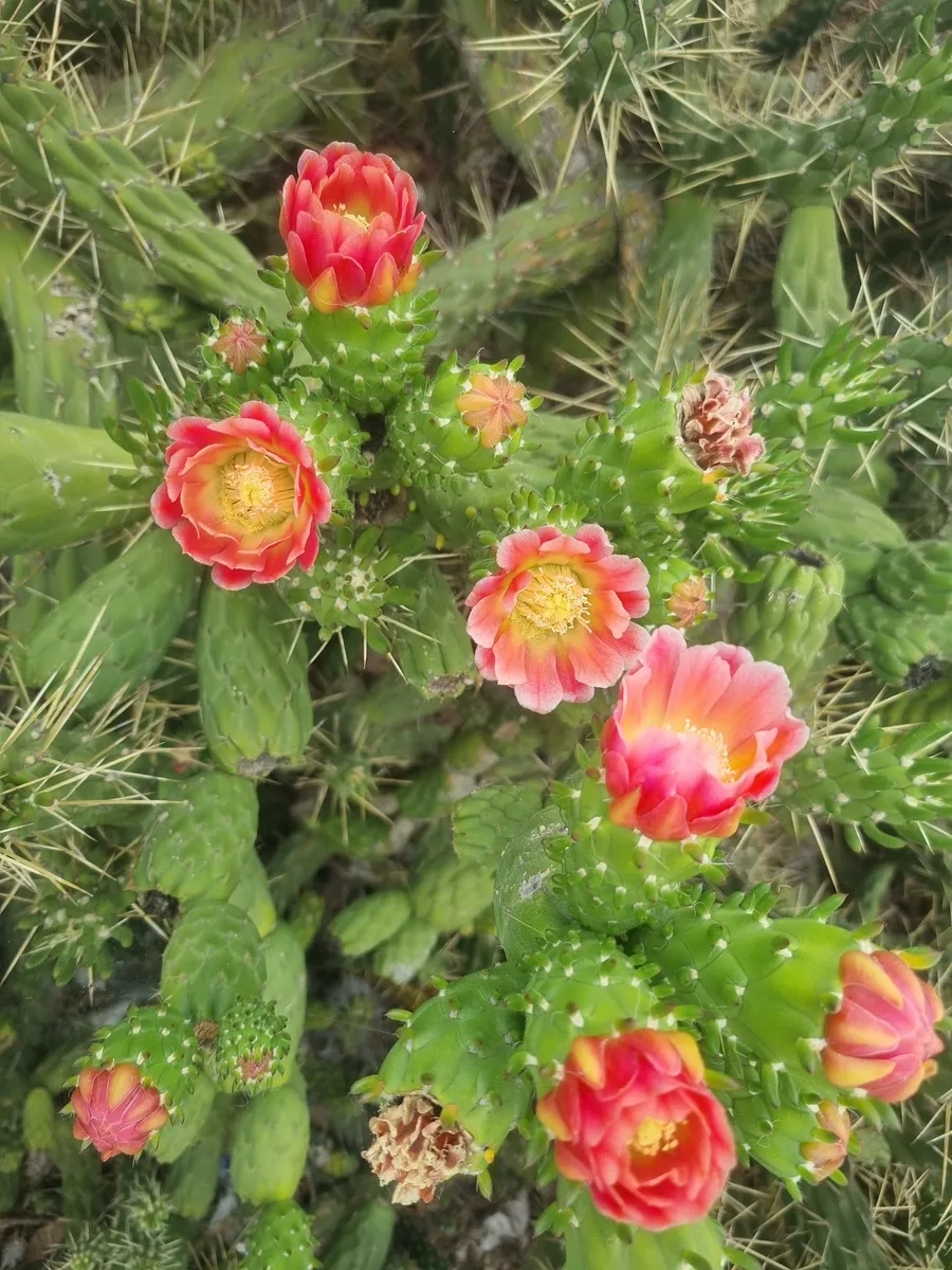 Cactus en flor en el jardín